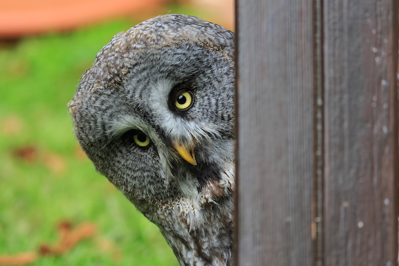 are-all-owls-actually-night-owls-live-science