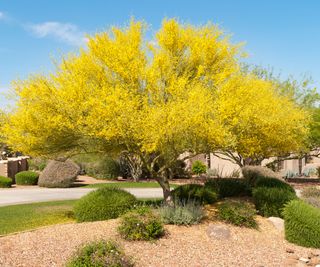 a Palo Verde tree in bloom in a desert landscaping style yard
