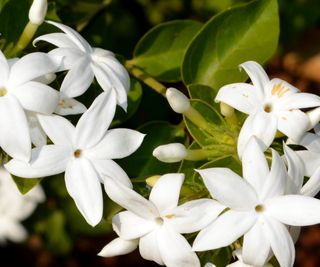 Star jasmine with white flowers