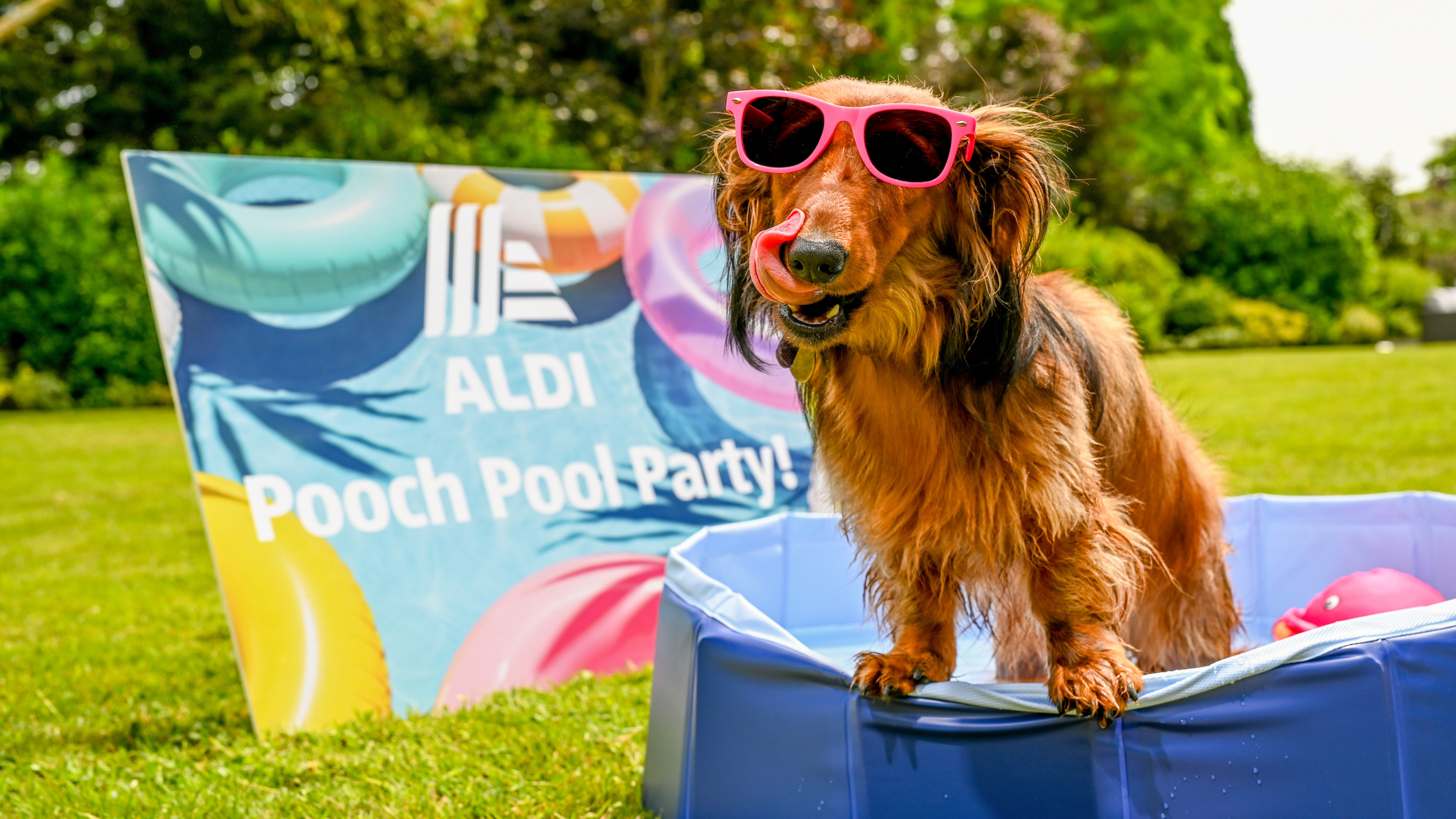 Dog wearing sunglasses in aldi pet cooling pool.