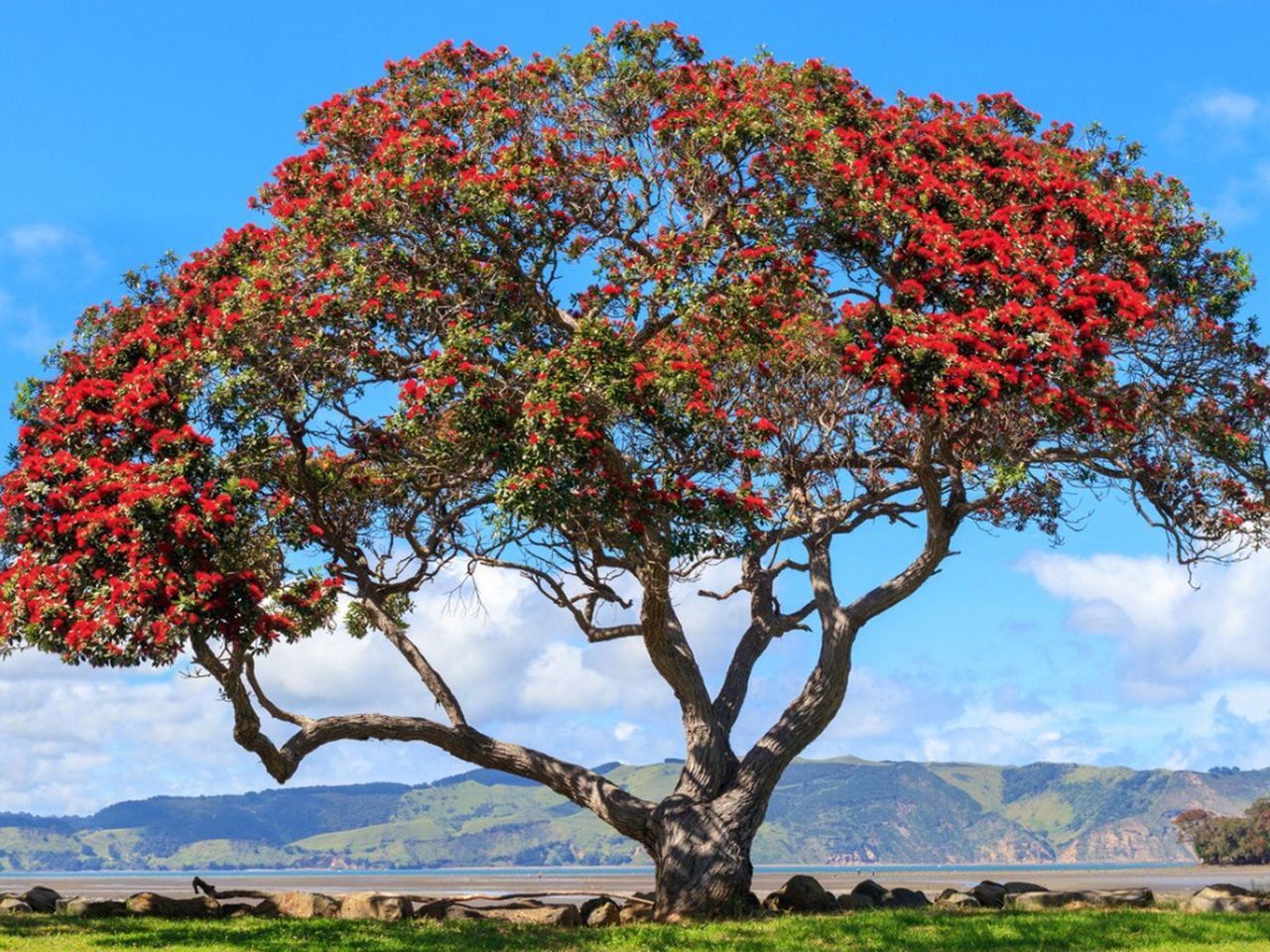 Gigantic New Zealand Christmas Tree