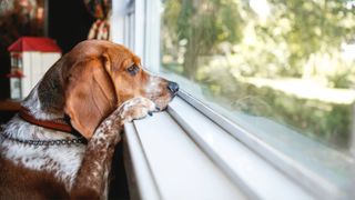 Dog looking out window