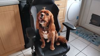 Secretlab Titan XXS gaming chair for children with a ruby Cavalier King Charles Spaniel sitting on it.