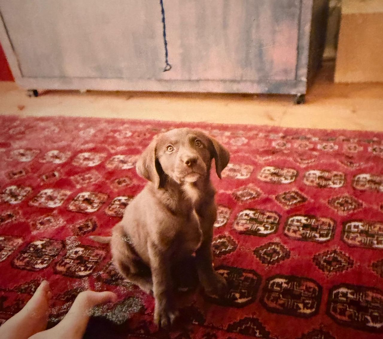 A chocolate labrador puppy sitting on a patterned red rug indoors, looking up towards the camera.
