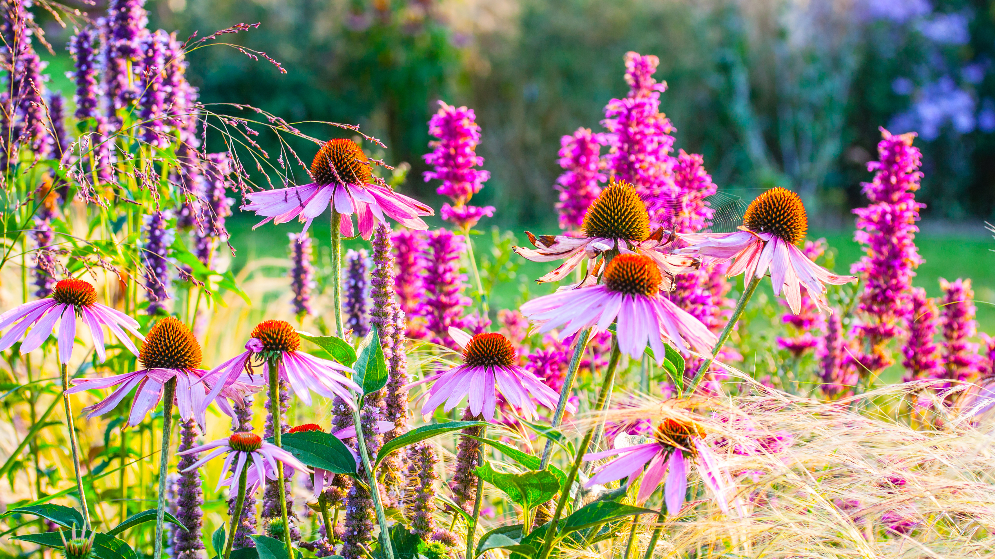 Ornamental garden, with grasses and various perennial flowers in mixed borders and flower beds. Designed in such a way to provide natural color patterns, and a sense of naturalistic landscape.