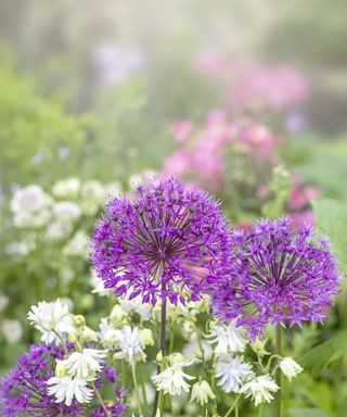Alliums purple sensation