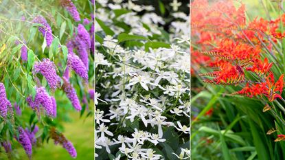 butterfly bush, Sweet Autumn Clematis, crocosmia