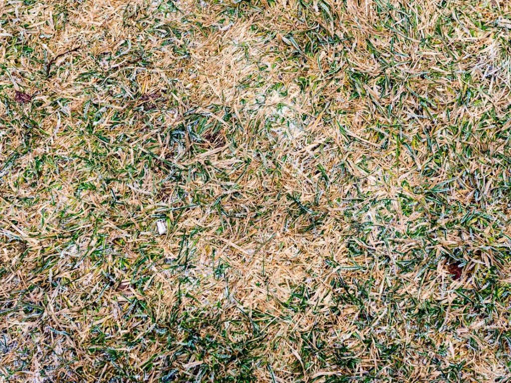 What Is Winterkill How To Fix Bare Spots In Lawn After Winter