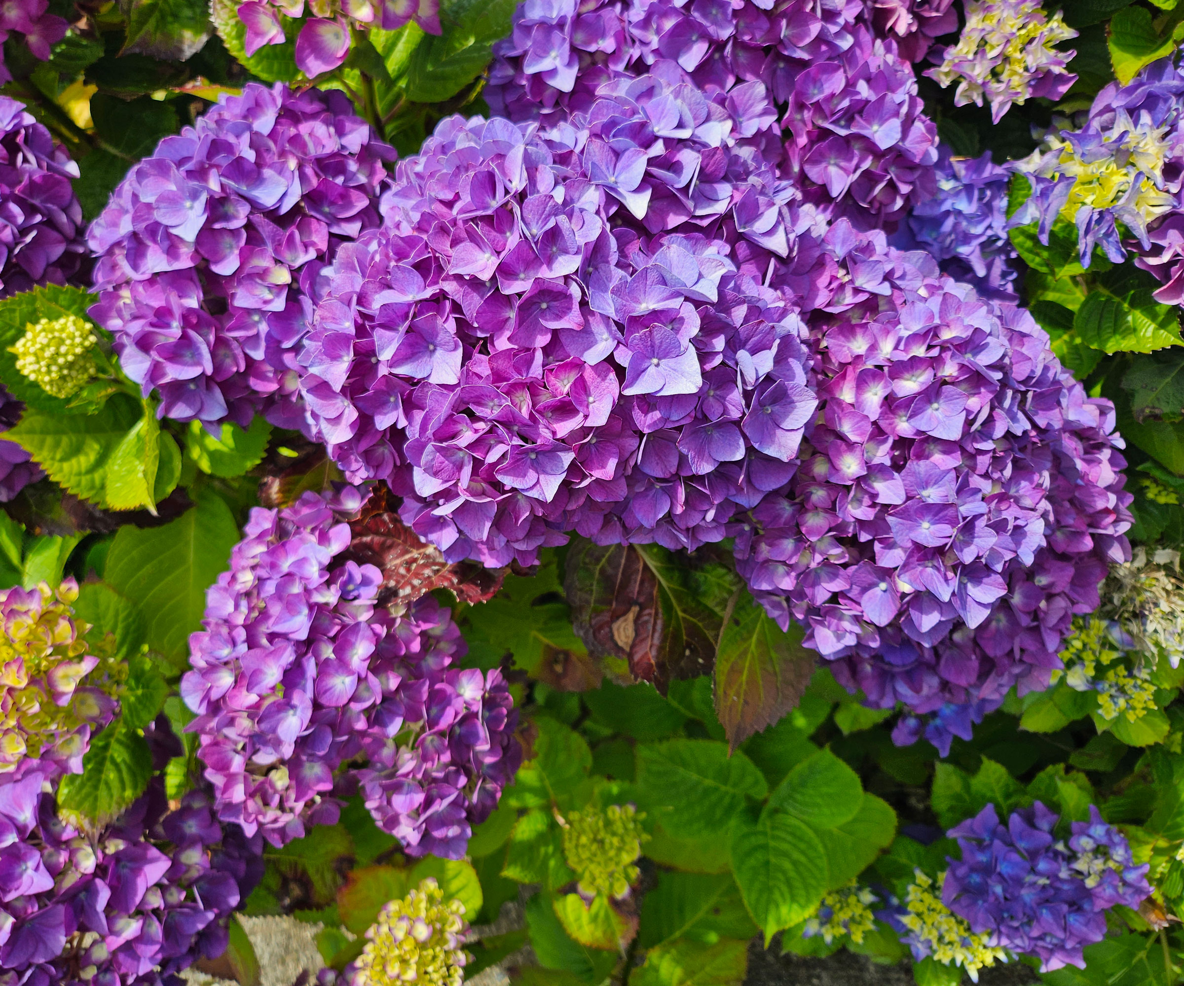 hydrangea shrub with purple flowerheads