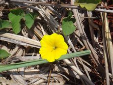 Yellow Morning Glory Yuca Vines