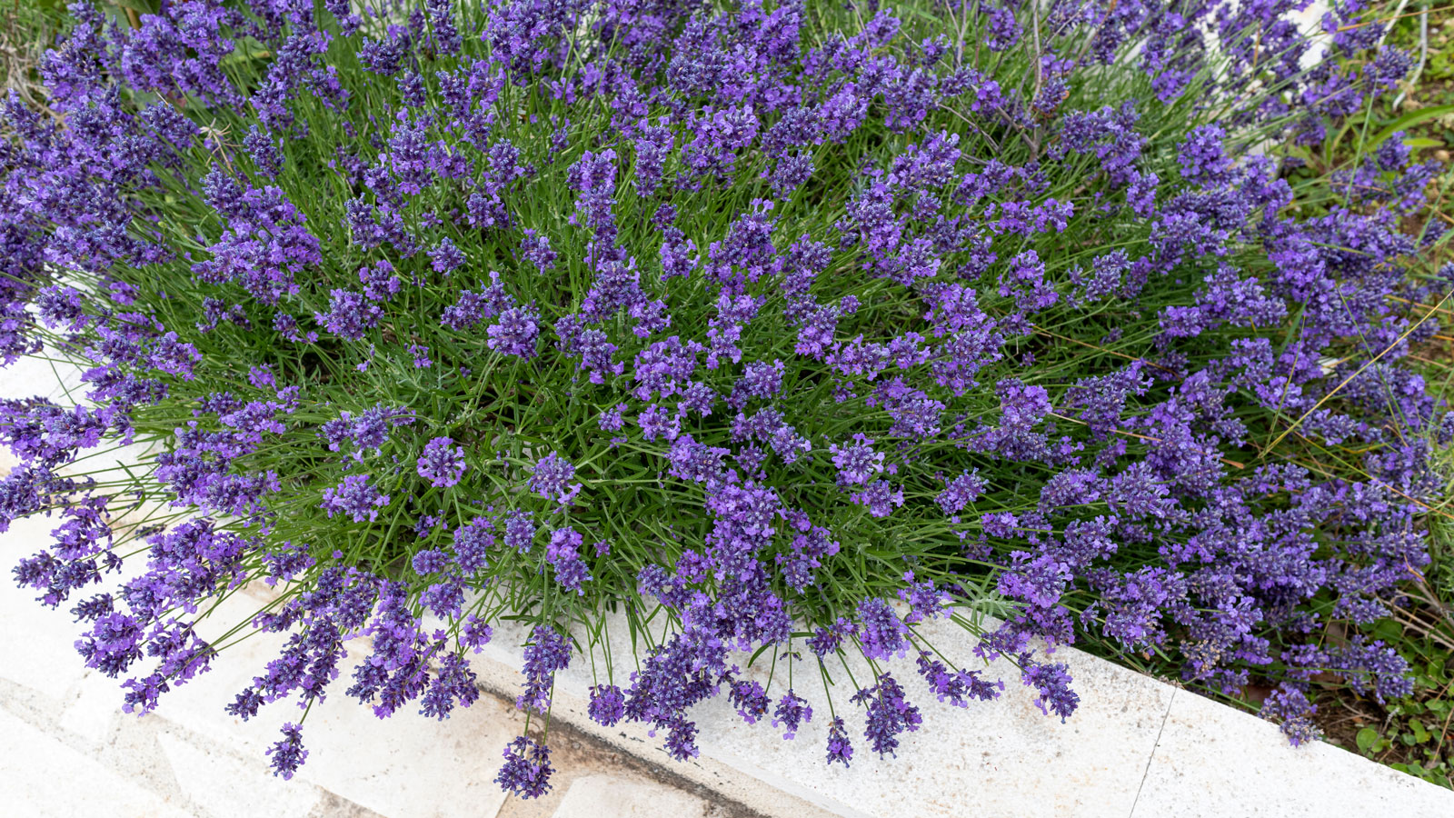 lavender flowers against white container