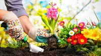 Woman wearing gardening gloves planting in garden soil