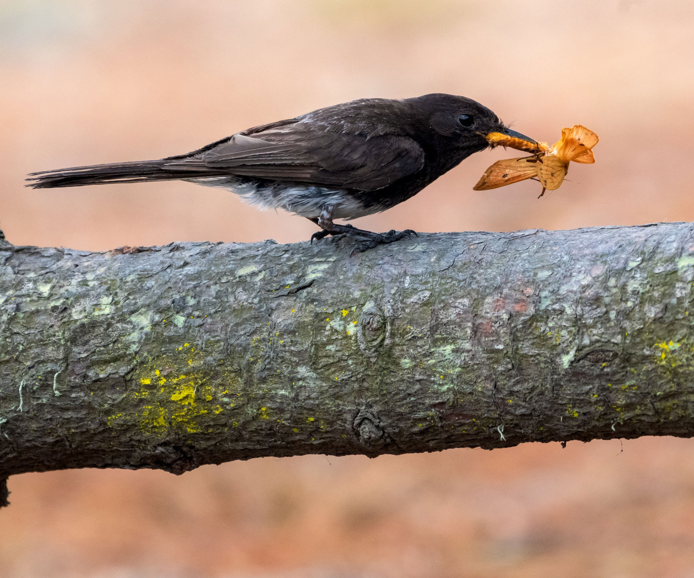 phoebe bird eating a bug on a tree branch
