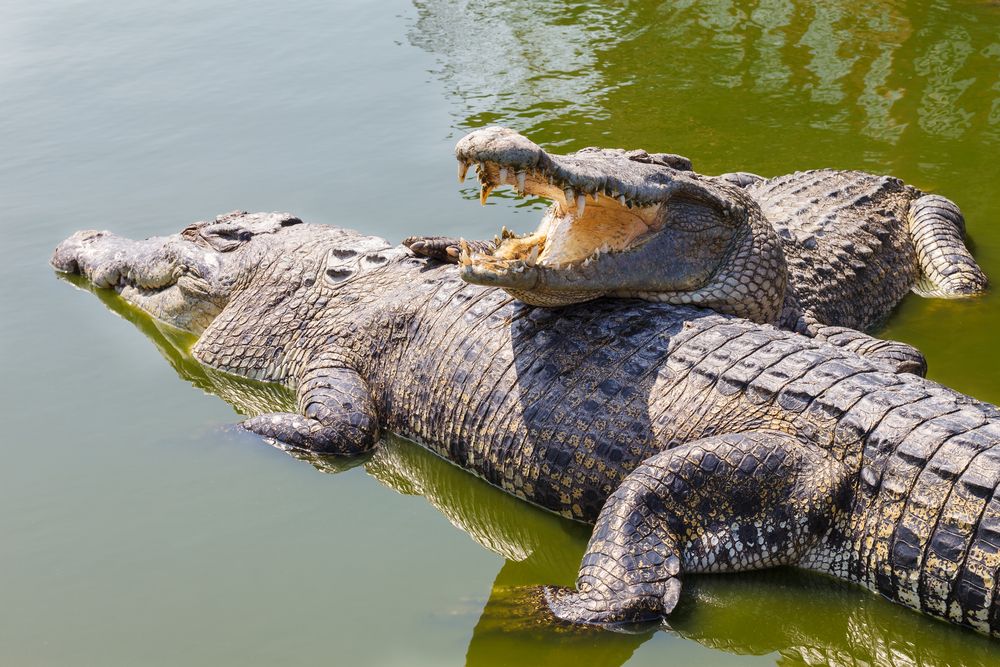 Two crocodiles bask in the sun. Cold-blooded animals can&#039;t make their own heat, so they must move to warm places to warm their bodies up.