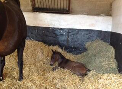 Foal by Thistledown Poposki