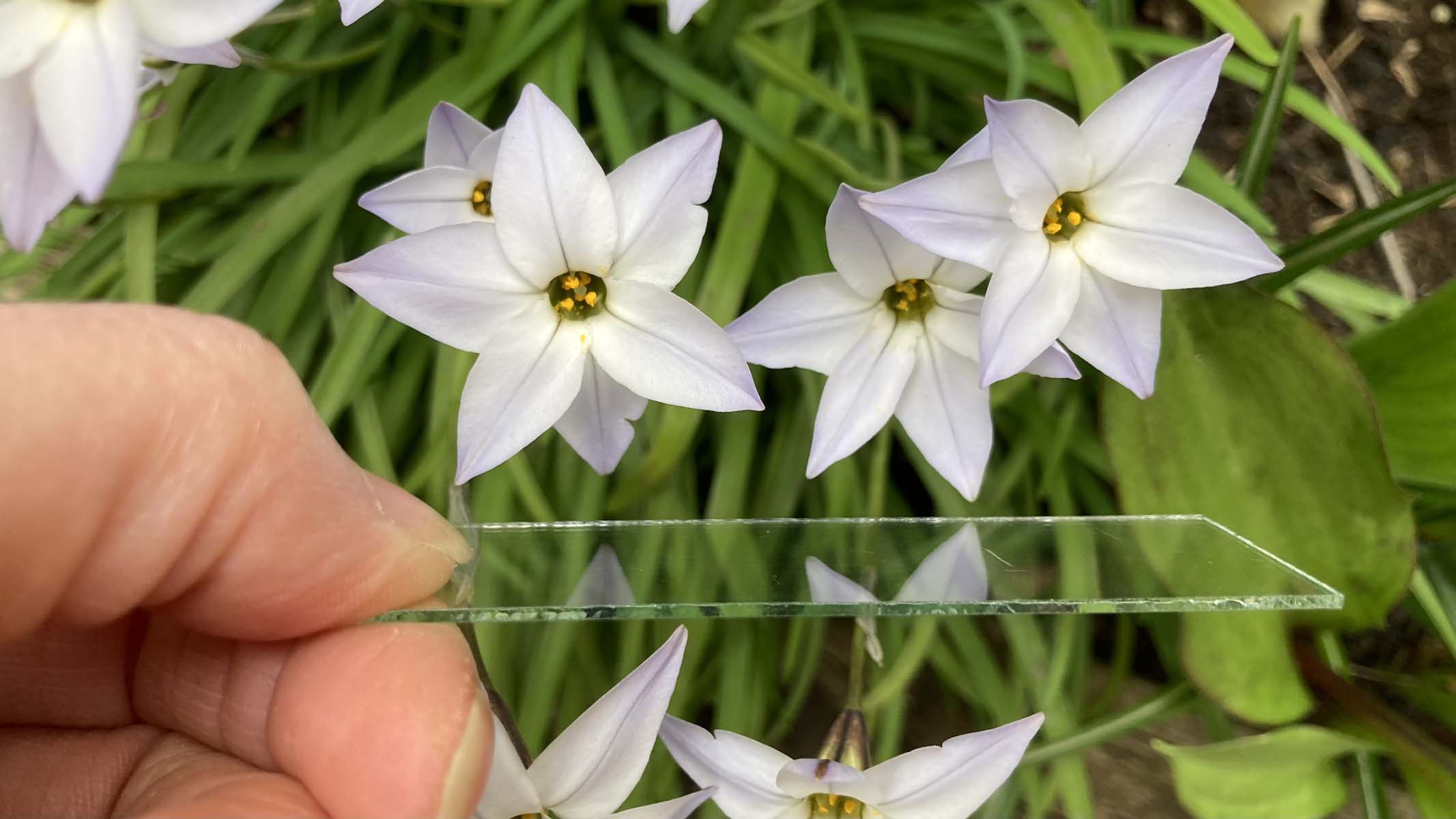 white flowers
