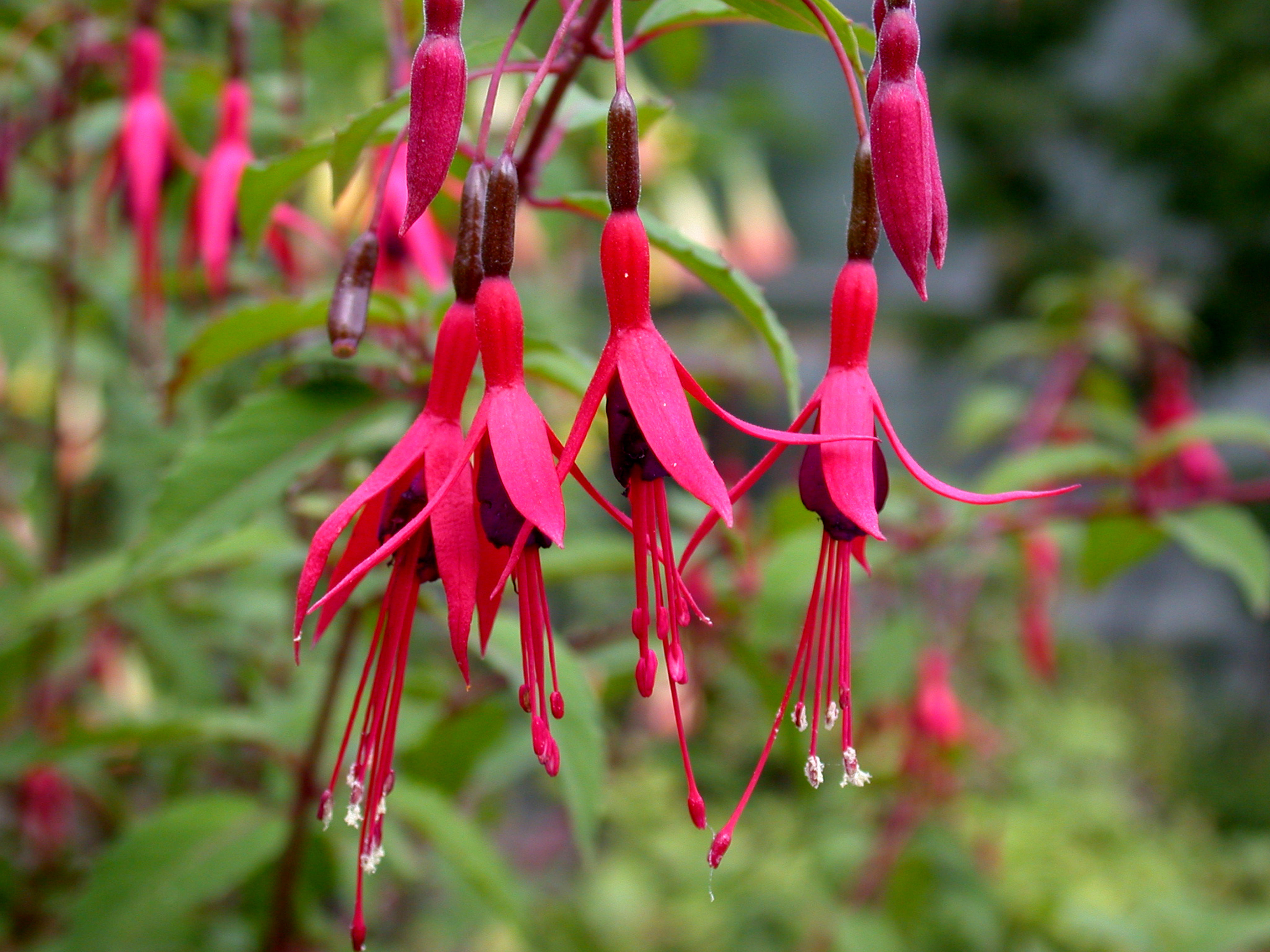 Fuchsias. Pretty and tasty (apparently)