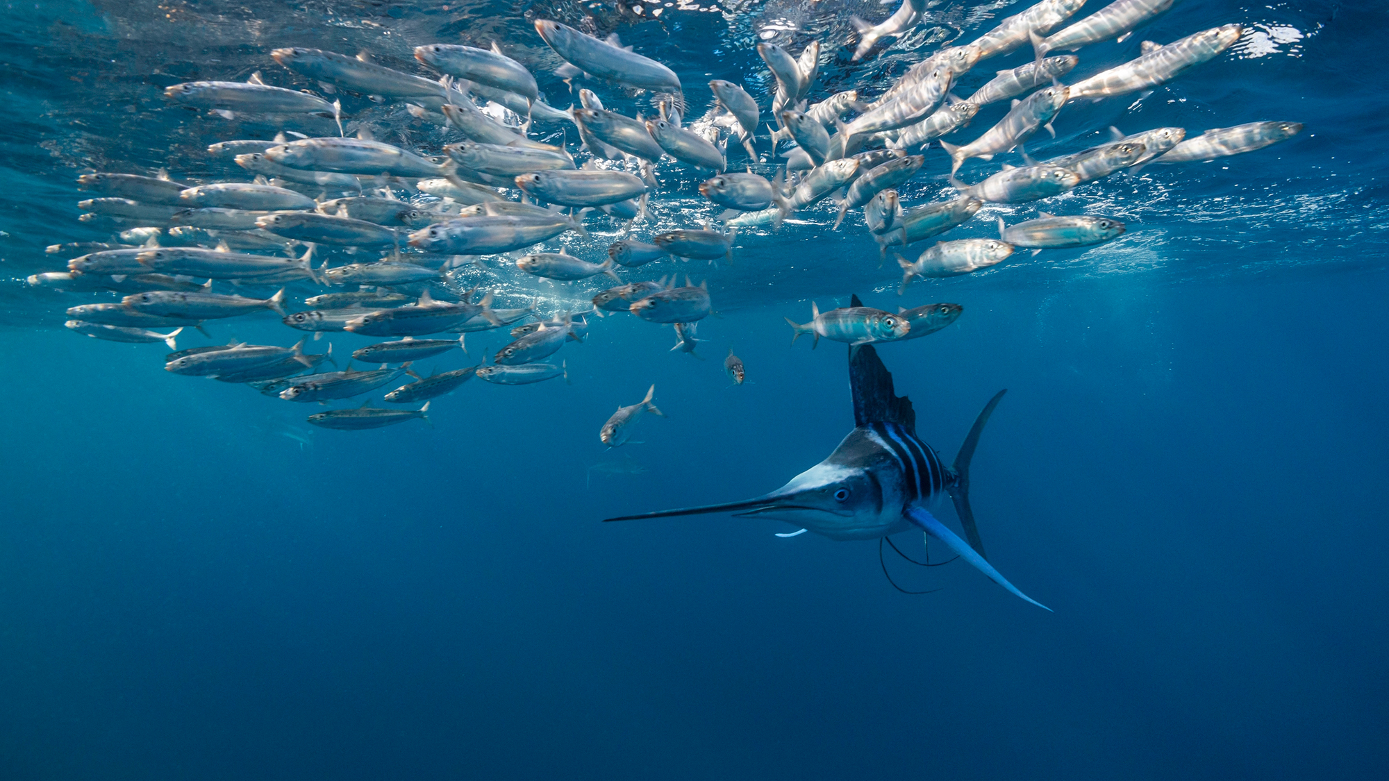 Striped marlin hunting sardines, Magdalena Bay, Baja California Sur, Mexico