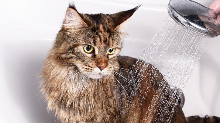 Do Cats Need Baths Everything You Need To Know PetsRadar   B3sLMKKzy38wFB25iUDXaC 1200 80 