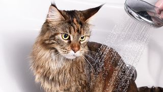 cat in bath