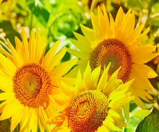 Annual sunflowers in the sun