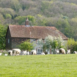 lonely house with sheep
