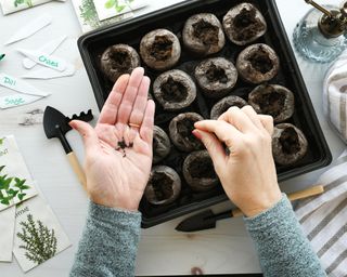 Sowing seeds into seed tray