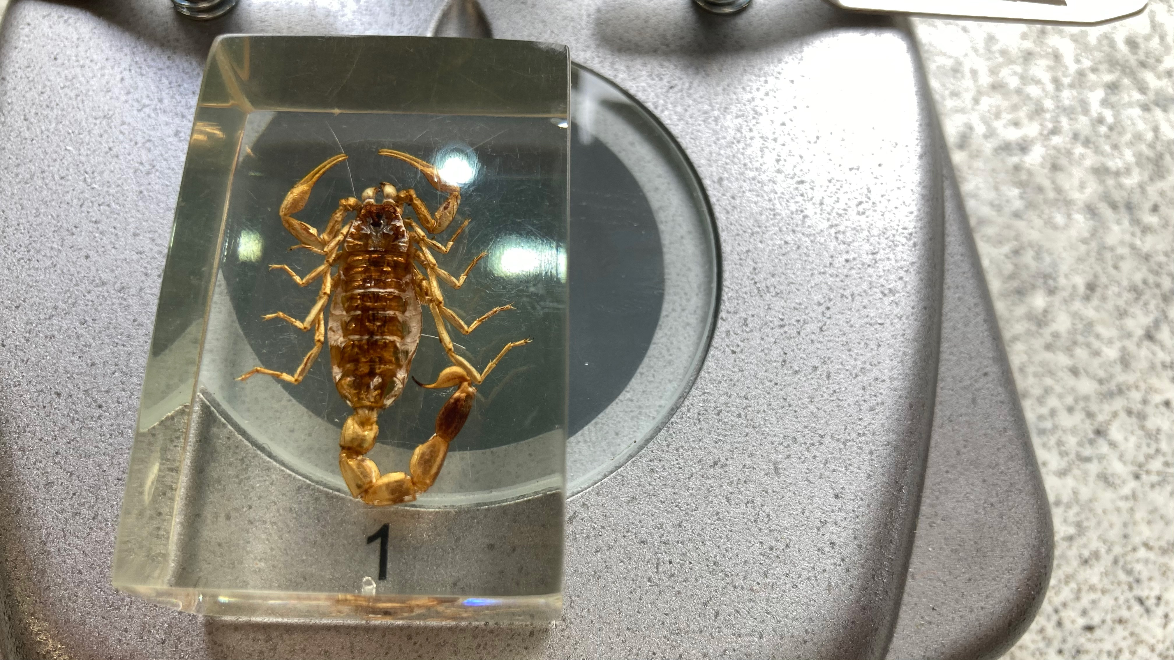 National Geographic Ultimate Dual Stereo Microscope inspecting a scorpion