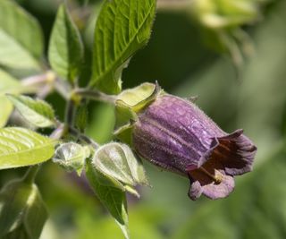 Deadly nightshade with purple flowers