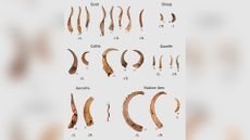 Photographs of animal horns from a variety of animals, including cattle and caprines, or animals in the goat family, discovered at at the mustatil archaeological site.