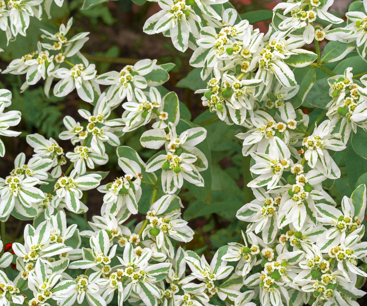 Surprising Snow In The Mountain Plant Pictures