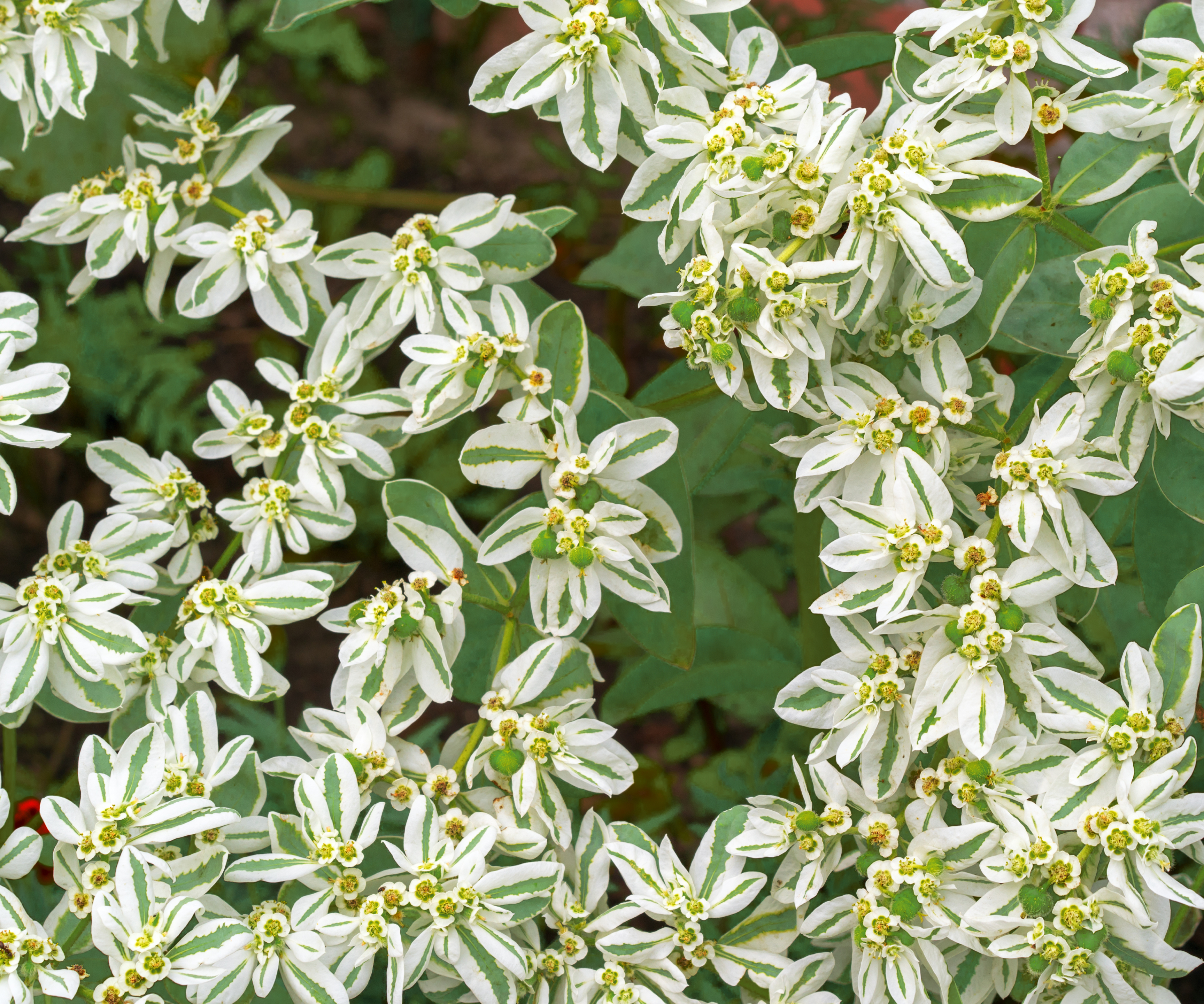 White and green leaves on shrub