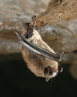 Little brown bat with white-nose syndrome. a study has shown that a fungus causes white-nose syndrome. 