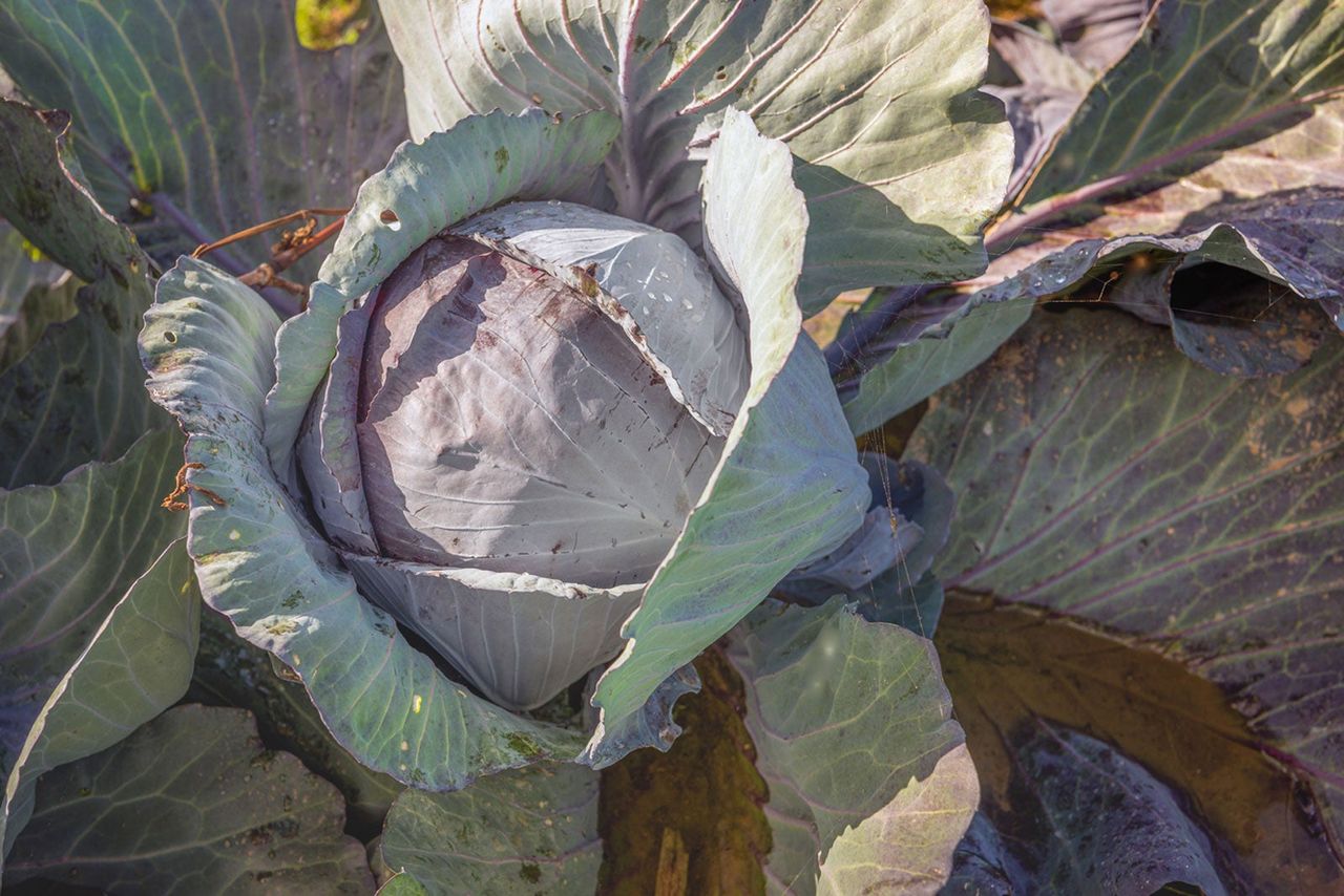 Integro Red Cabbage Plant