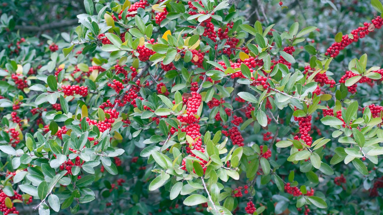 Red berries of a Yaupon holly (Ilex vomitoria)