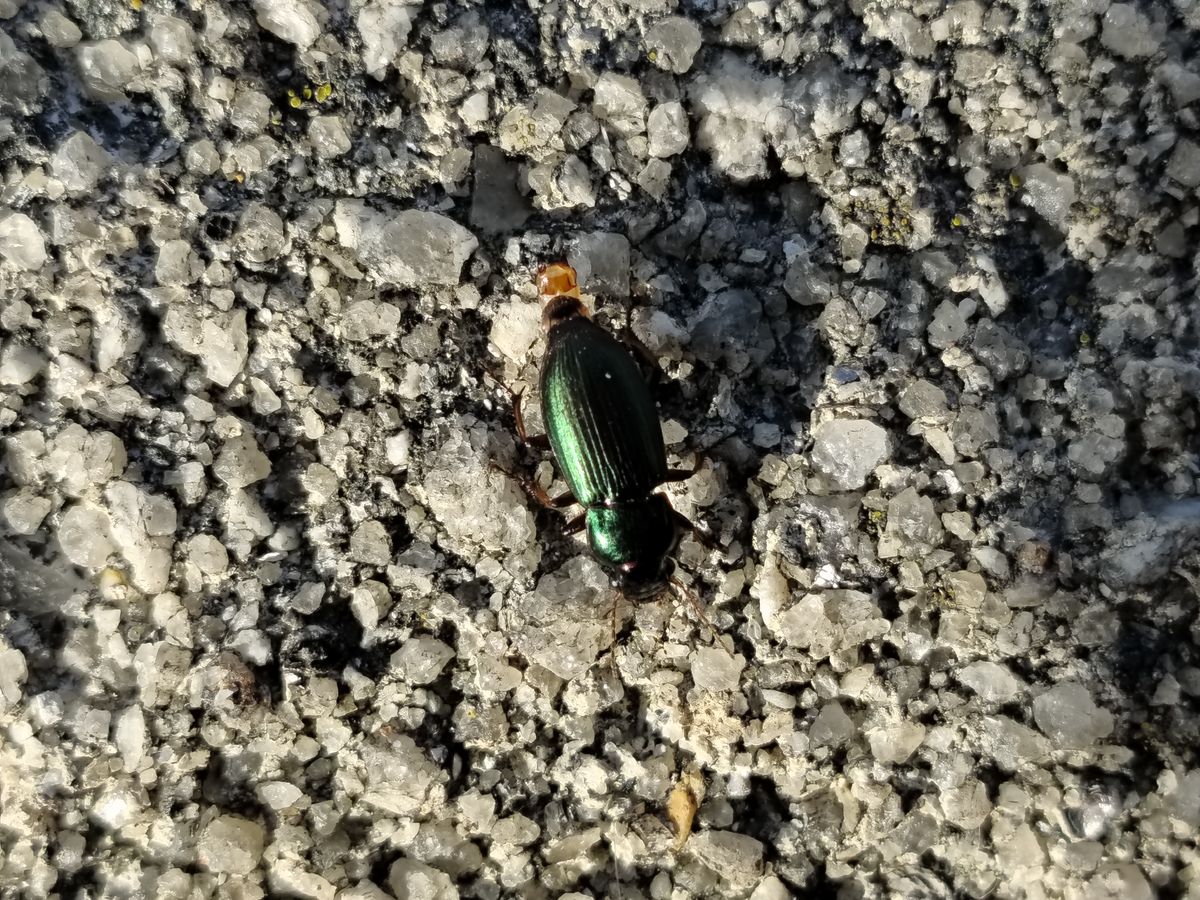 Xiaomi Redmi Note 15 Pro Plus camera sample beetle 4x zoom