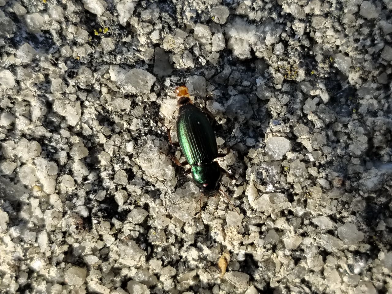 Xiaomi Redmi Note 15 Pro Plus camera sample beetle 4x zoom