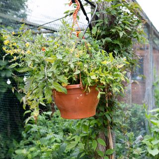 Tomatoes in hanging baskets
