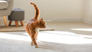 Brown cat on beige carpet