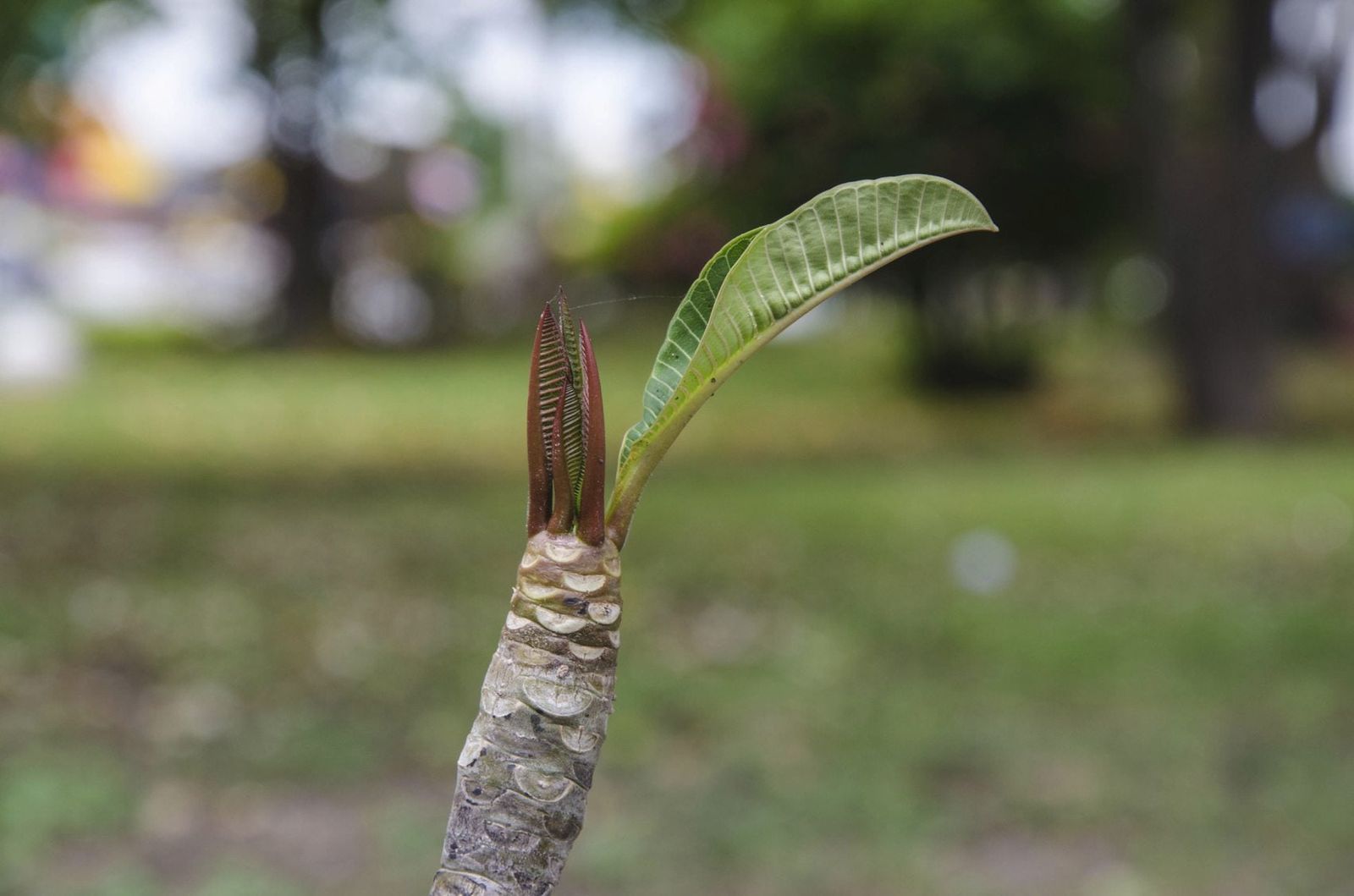 Plumeria Plant Cuttings: Tips On Growing Plumeria From A Cutting ...