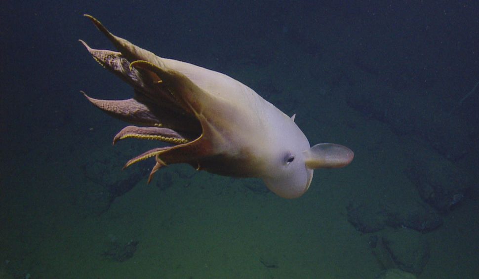 Photos: Ghostly dumbo octopus dances in the deep sea | Live Science