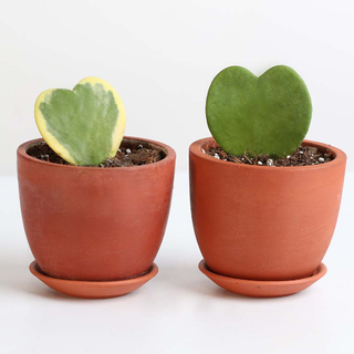 two hoya kerri plants in terracotta pots