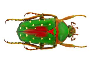 red-and-green-colored beetle
