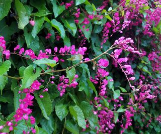 Queens wreath / coral vine with pink flowers