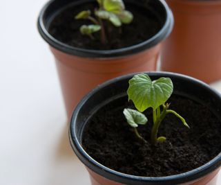 Sweet potato vine seedlings in pots