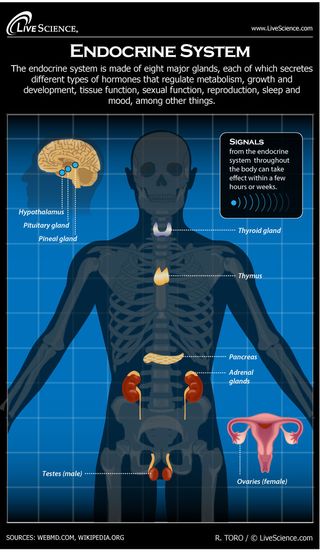 The endocrine system produces hormones that regulate your body and mind.