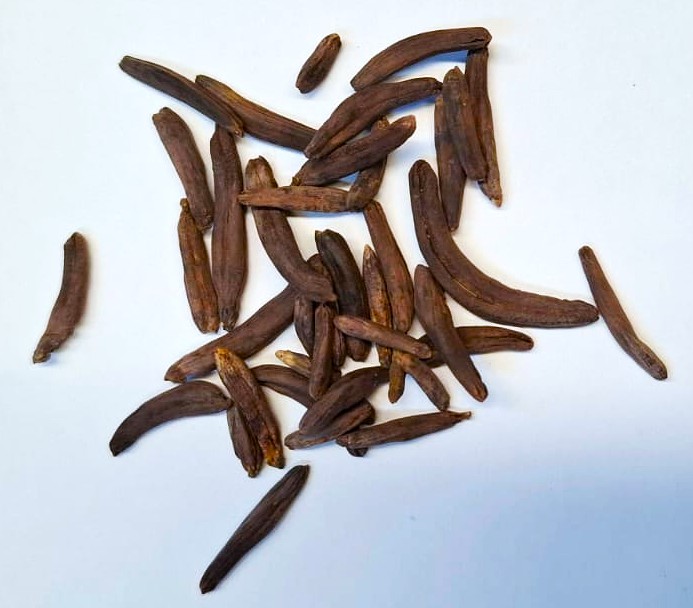 A pile of brown rod-shaped dried fungus on a bluish white background