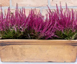 close up on heather growing in a terracotta planter