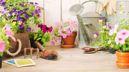 small pots of pink and purple pansies, seed packets and watering can