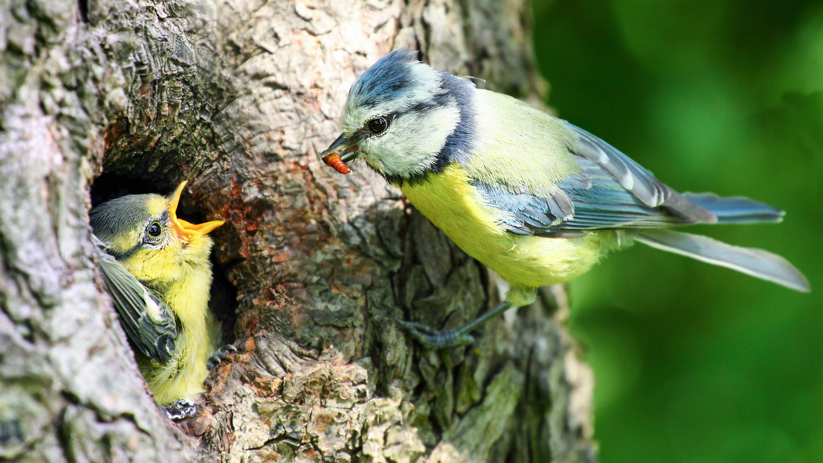 Blue tit feeding young